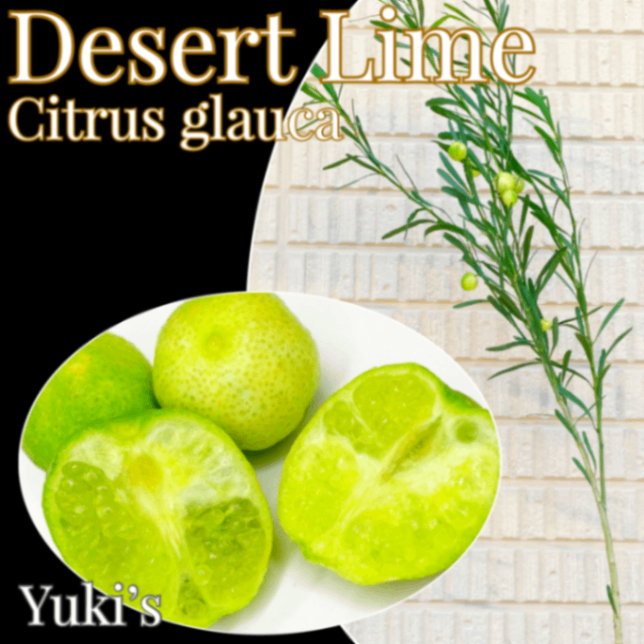デザート・ライム 果実付き 接木苗[期間､数量限定]Citrus glauca