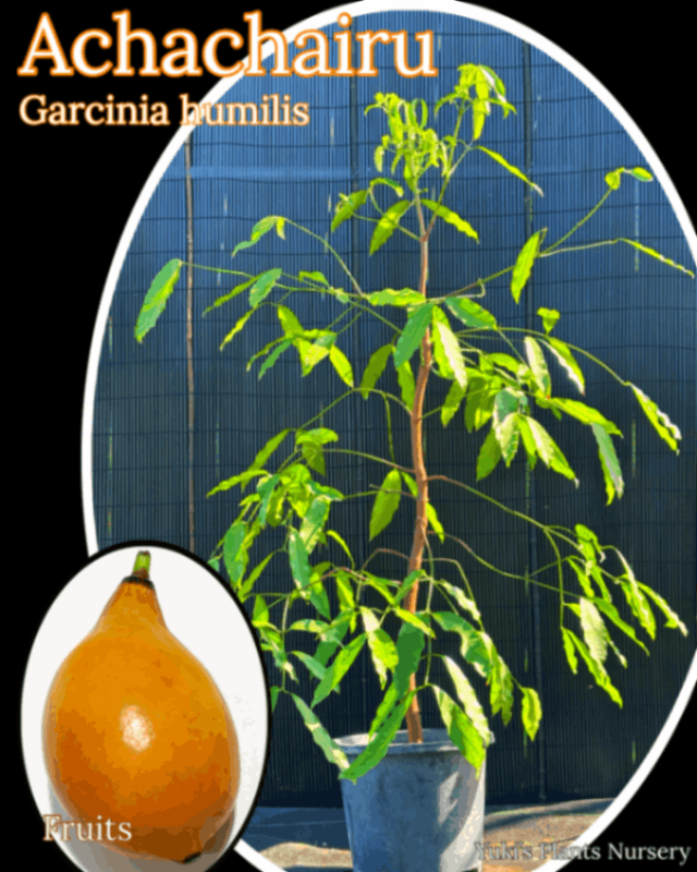 アチャチャイル(ボリビアマンゴスチン) 大苗[熱帯果樹]Garcinia
