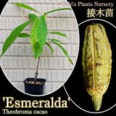 カカオの木苗販売 チョコレートの木通販ならユーキーズ