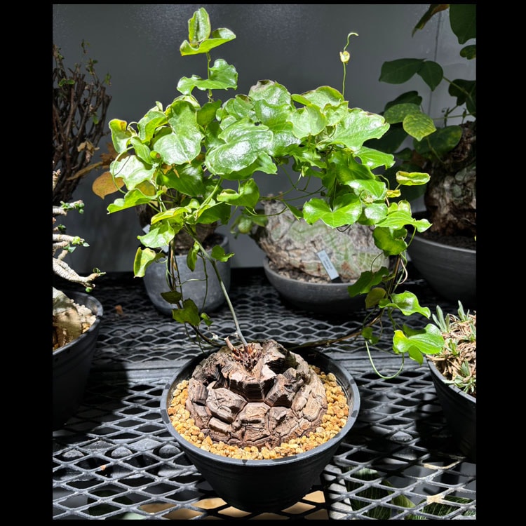 塊根植物【一点物】パキポディウム・グラキリス / 幹幅約7cm×高さ22cm