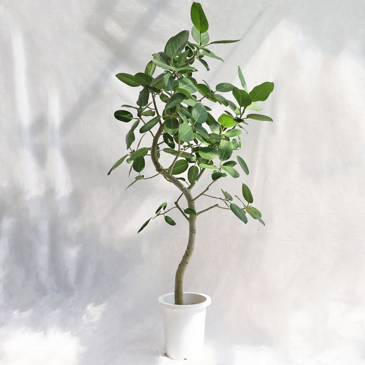 観葉植物 センカクガジュマル（キジムナー）曲げ / 8寸・W60cm×H130cm