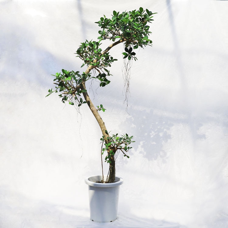 観葉植物 センカクガジュマル（キジムナー）曲げ / 8寸・W60cm×H130cm