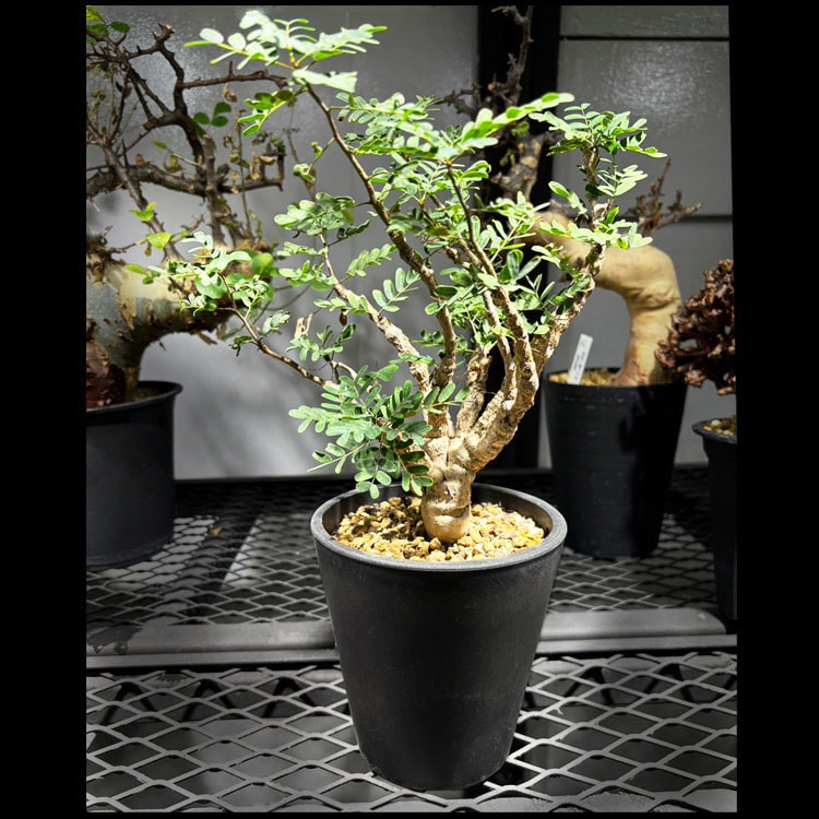 塊根植物【一点物】亀甲竜（ディオスコレア・エレファンティペス