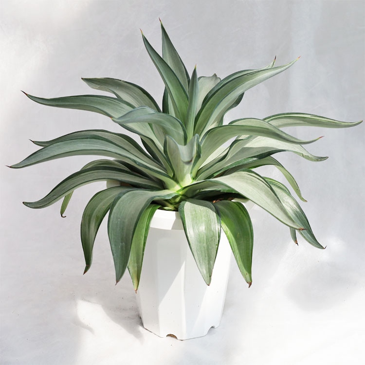 多肉植物 アガベ・デスメティアナ・クイックシルバー / 7寸・約W50cm×H45cm