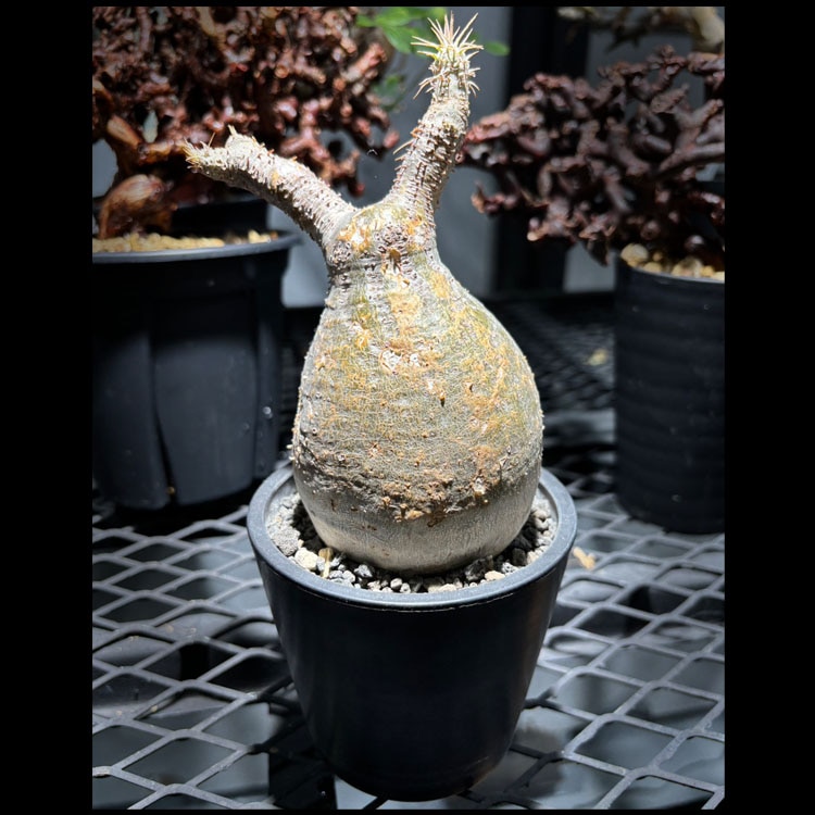 塊根植物【一点物】パキポディウム・グラキリス / 幹幅約7cm×高さ22cm