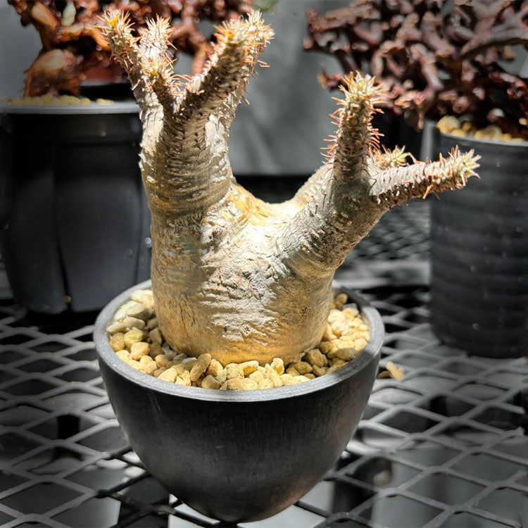 塊根植物【一点物】パキポディウム・グラキリス / 幹幅約6cm×高さ18cm