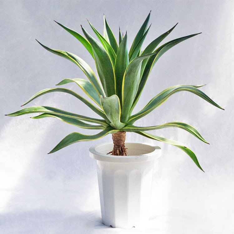 観葉植物・多肉植物 アガベ・ベネズエラ / 8寸・W70cm×H70cm【送料F】