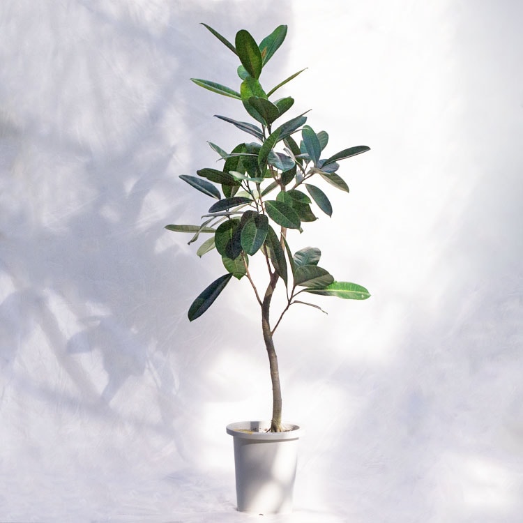 観葉植物 フィカス・ウンベラータ（曲げ） / 8寸・約W 65cm×H120～140cm