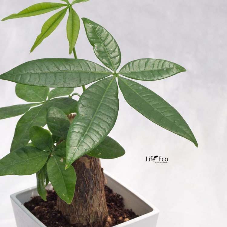 観葉植物 パキラ / 3寸・W20cm×H35cm【送料D】