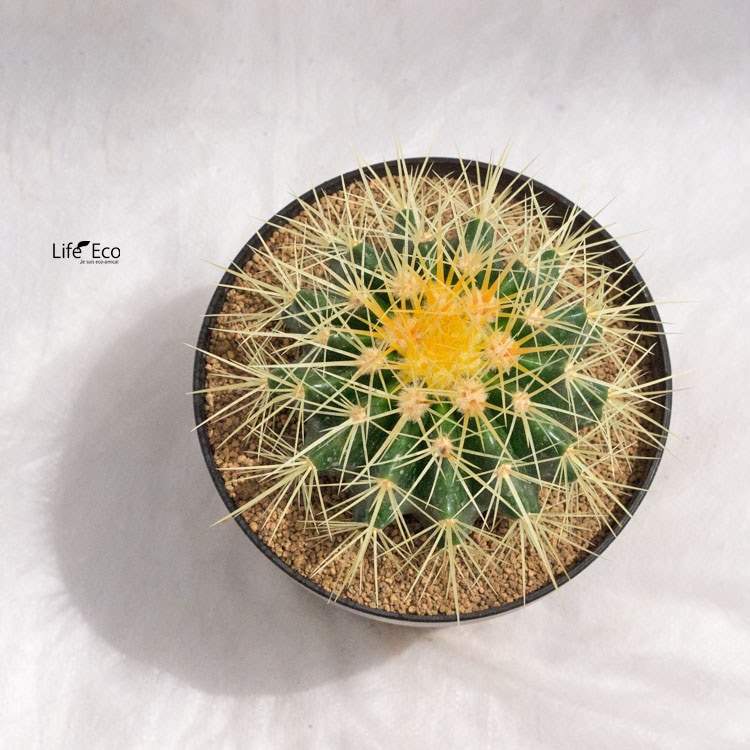 観葉植物 サボテン・金鯱（キンシャチ） / 4寸・約H15cm