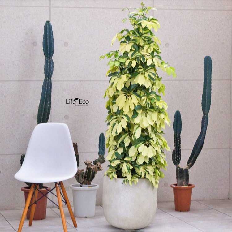 観葉植物 パキラ（編み） / 10寸・約W 80cm×H150～170cm