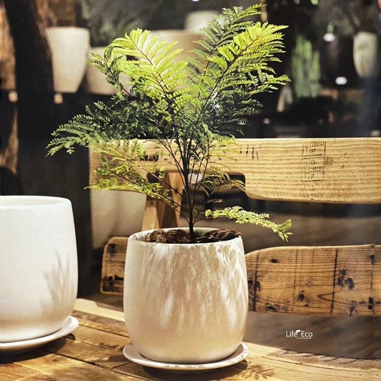 手作植木鉢 Lサイズ 検（ 塊根植物 グラキリス パキプス アガベ) - 手