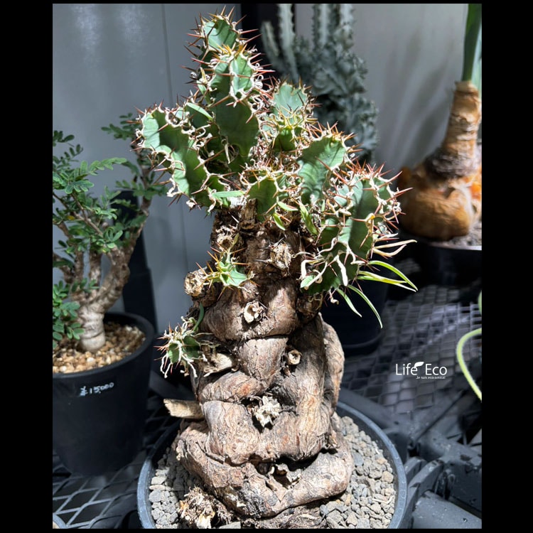 塊根植物【一点物】ユーフォルビア・ムランジーナ / 幹幅約13cm×高さ