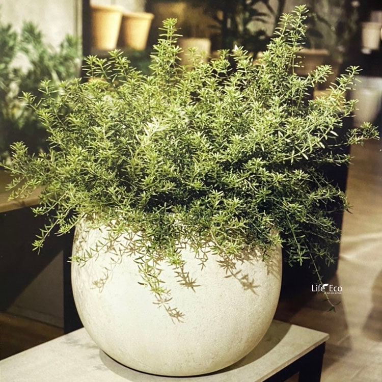 植木鉢・鉢カバー 軽量 大型 テラニアス ローバルーン アンティーク