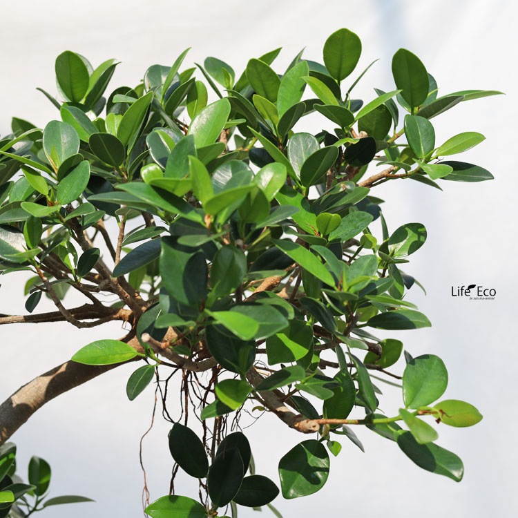 観葉植物 センカクガジュマル（キジムナー）曲げ / 8寸・W60cm×H130cm