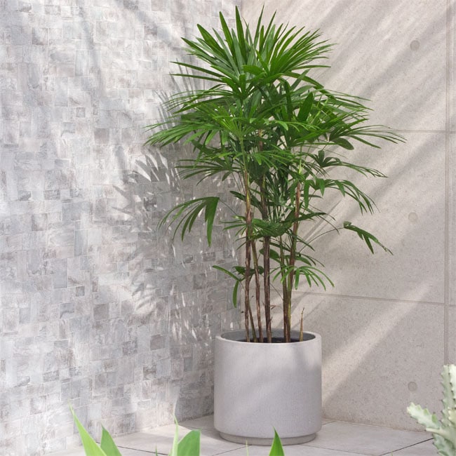 観葉植物 大型 シュロチク（棕櫚竹） / 10寸・約W110×H150～170cm