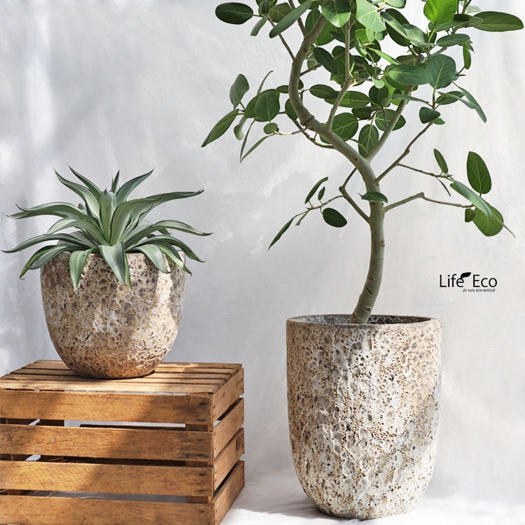 多肉植物 アガベ・デスメティアナ・クイックシルバー / 7寸・約W50cm×H45cm