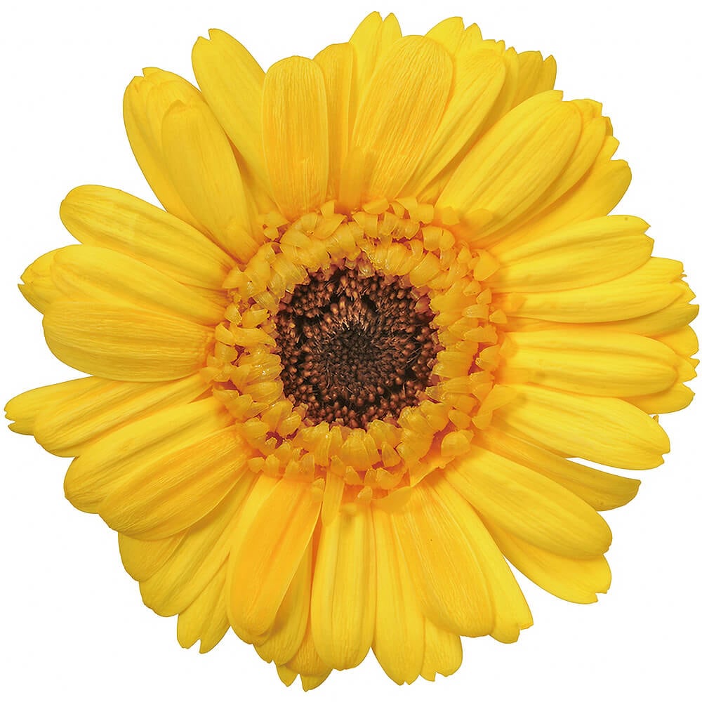 ガーベラ ミモザイエロー 9輪 大地農園 DO003170-521【プリザーブド