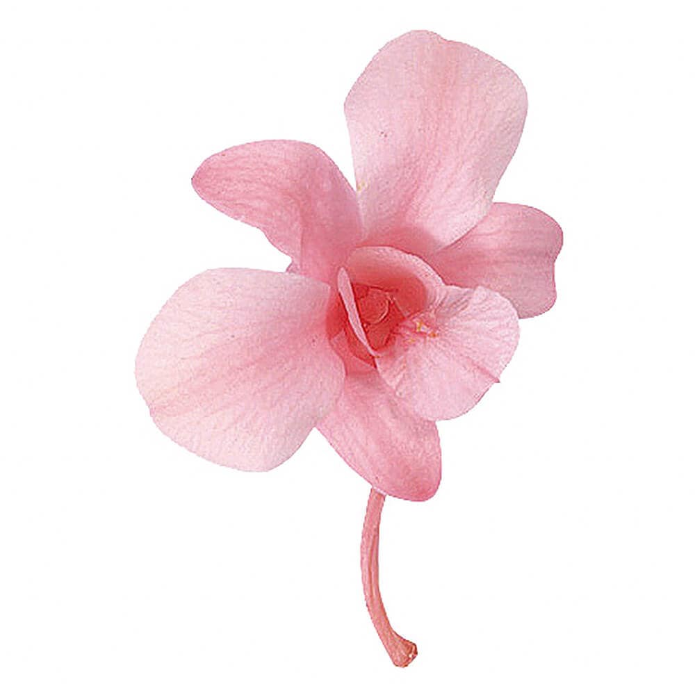 デンファレ ピンク 8輪 大地農園 DO002390-100【プリザーブドフラワー