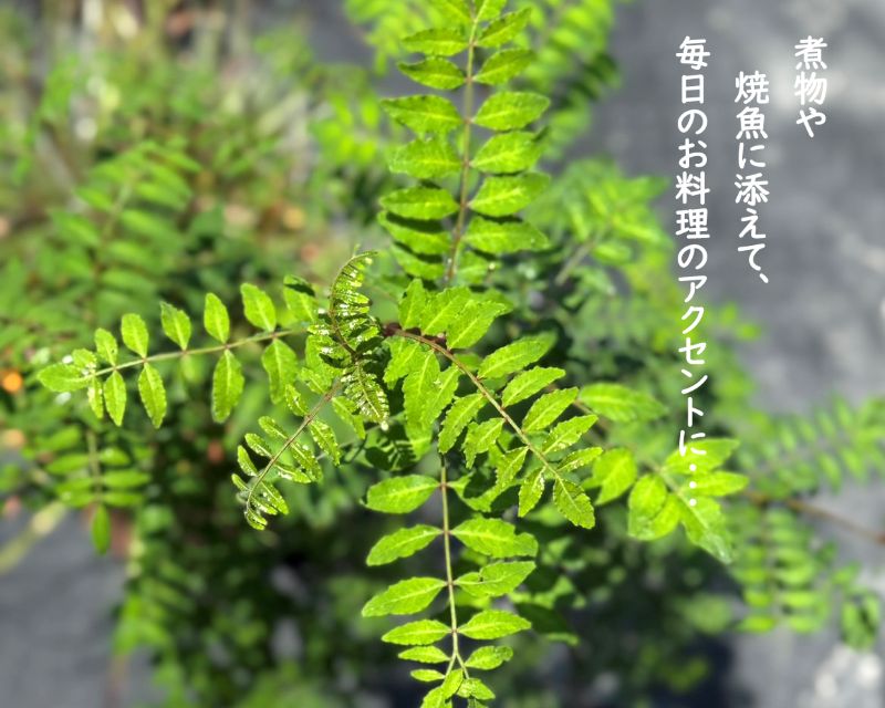 山椒 葉サンショウ 葉山椒 直径17cm鉢 苗 苗木 通販 greenery