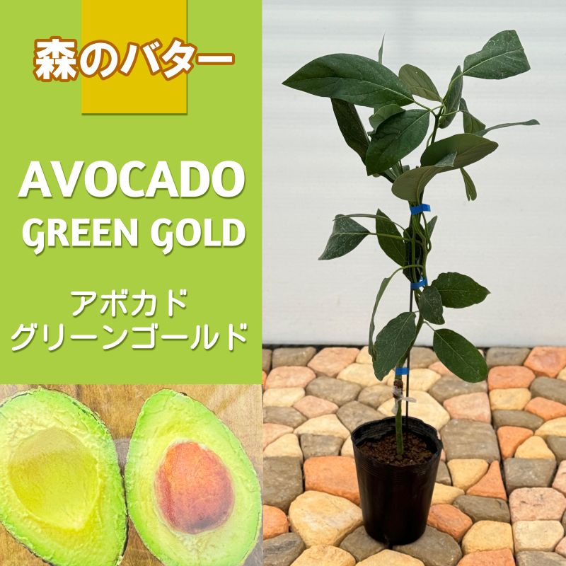 フェイジョア「トライアンフ」 4.5号ポット 接木苗 果樹 苗 園芸 花