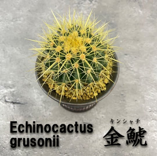サボテン 金鯱（キンシャチ） 鉢付き （陶器鉢/ブロンズカラー） 化粧
