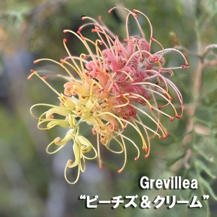 グレビレア 「ピーチズ＆クリーム」 7号ルートプラスポット 園芸 通販