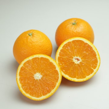 タンゴール・ミカン 「清見」（きよみ） 接木苗 5号ポット苗木 【送料