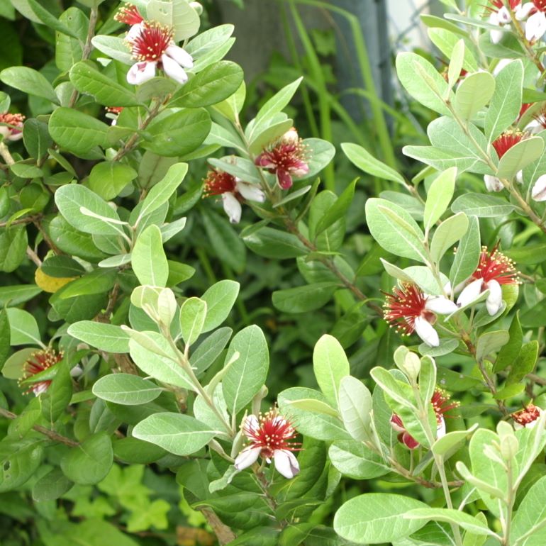 フェイジョア「クーリッジ」 4.5号ポット 接木苗 果樹 苗 園芸 花 通販