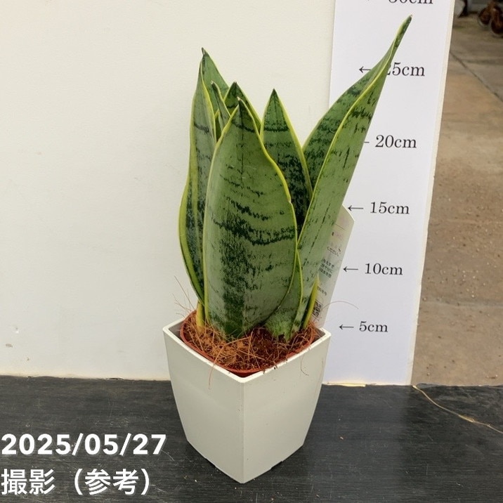 ☆S-5 超稀少 サンスベリア スノーホワイト 斑入り メルカリ発送 2025