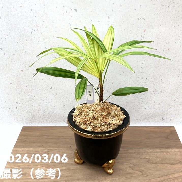 現品お届け】観音竹 カンノンチク 錦松 きんしょう 錦鉢（K33）｜観葉