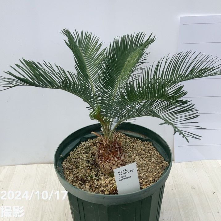 激レア！現品お届け】サイカス カイルンシアナ（ブルーソテツ）8号