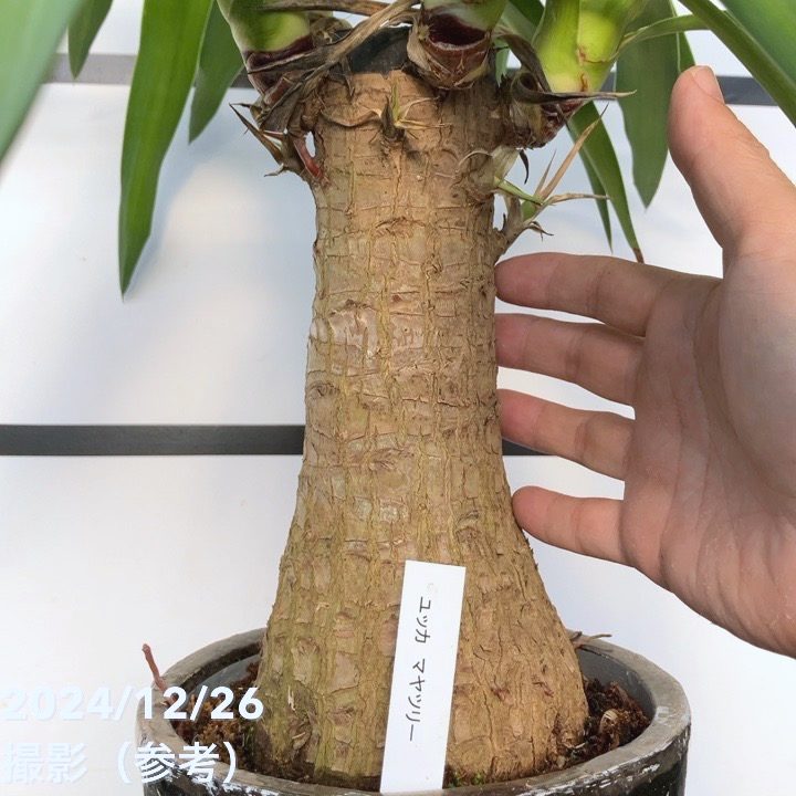 現品お届け】ユッカ 6号 エレファンティペス（Yucca elephantipes