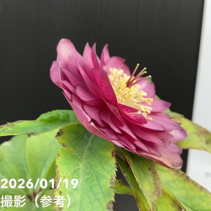 クリスマスローズ 株分け さくらピンク 多弁アフロディーテ クリスマス