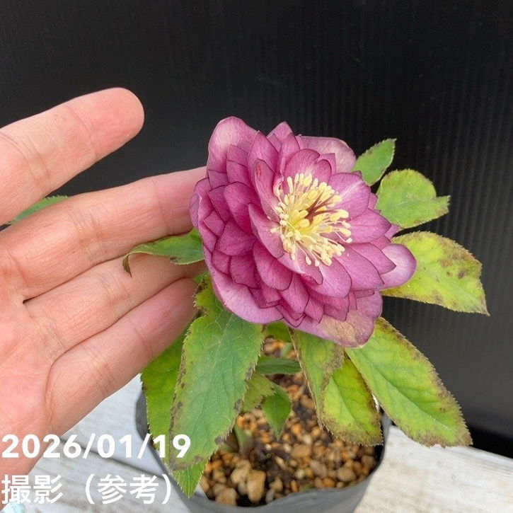 クリスマスローズ 株分け さくらピンク 多弁アフロディーテ クリスマス