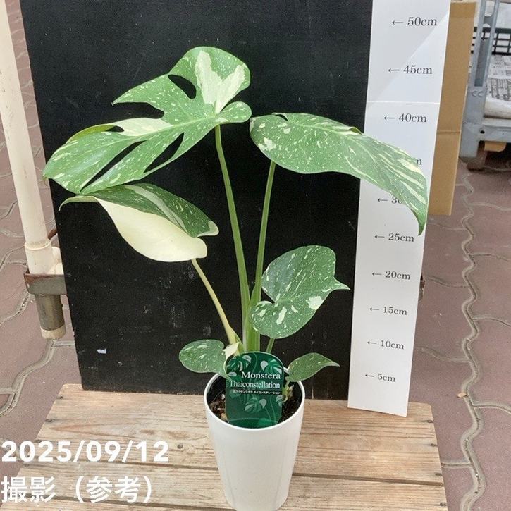 斑入りモンステラ タイコンステレーション 4号ロング｜観葉04-PA