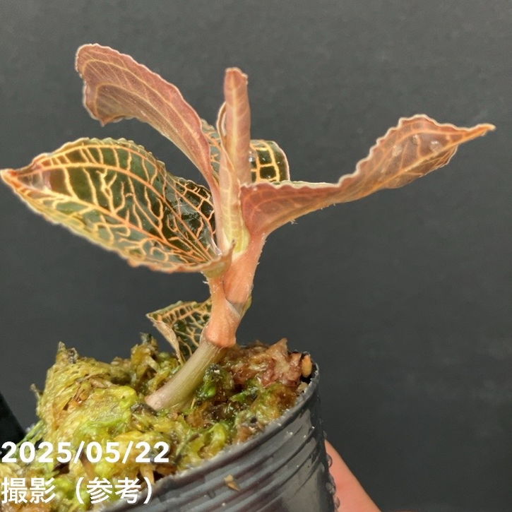 ジュエルオーキッド 1号 Anoectochilus albolineatus｜洋蘭01-D1