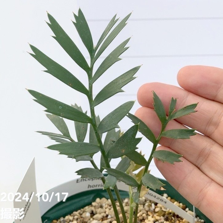 激レア！現品お届け】エンセファラルトス ホリダス（ヒメオニソテツ