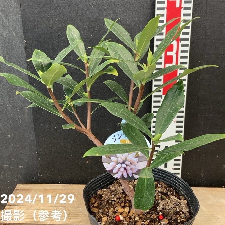 沈丁花 ジンチョウゲ 白 5号ポット｜花木04-PA | 花木・庭木 | 赤塚