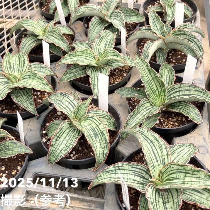 サンスベリア 4号 クレオパトラ プラ鉢｜観葉02-D2 | 観葉・多肉