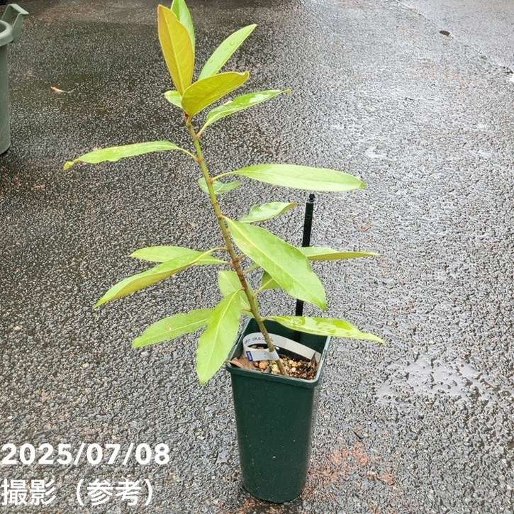 引き取り限定】 リトル・ジェム 限定リトルジェム オリジナルアソートA