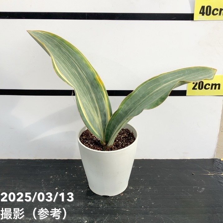 サンスベリア 5号 マッソニアナバリエガータ 斑入り プラ鉢仕様｜観葉