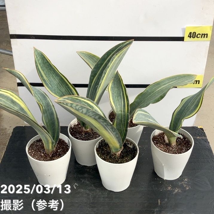 サンスベリア 5号 マッソニアナバリエガータ 斑入り プラ鉢仕様｜観葉