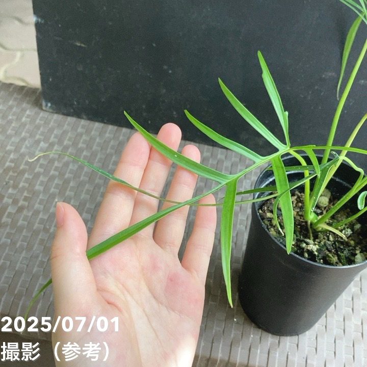 現品お届け】フィロデンドロン ポリポディオイデス 3号 （MI11）｜観葉