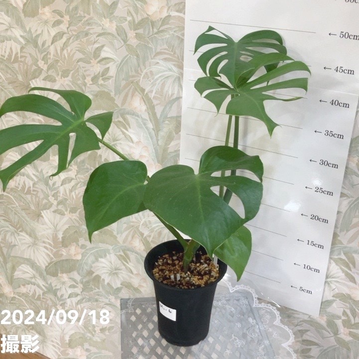 現品お届け】モンステラ デリシオサ 矮性 4号 プラ鉢（Mi-6）｜観葉04