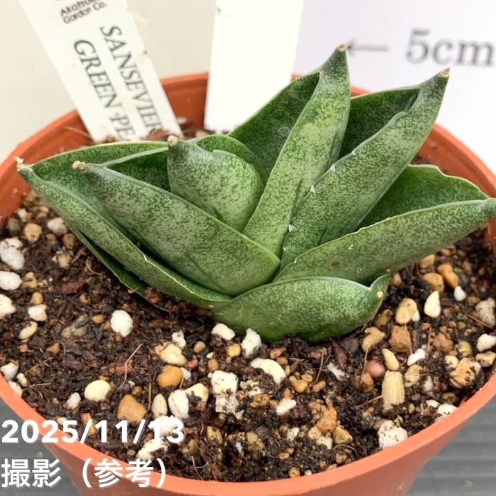 現品お届け】サンスベリア 3号 グリーンピーチ Green peach プラ鉢