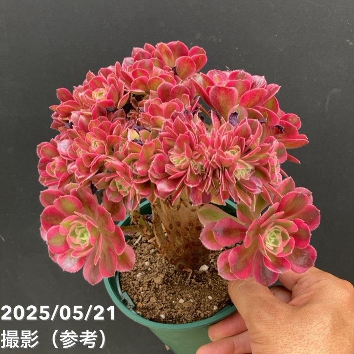 綴化アエオニウム ピンクウィッチ錦 4号｜観葉04-PA | □キーワード