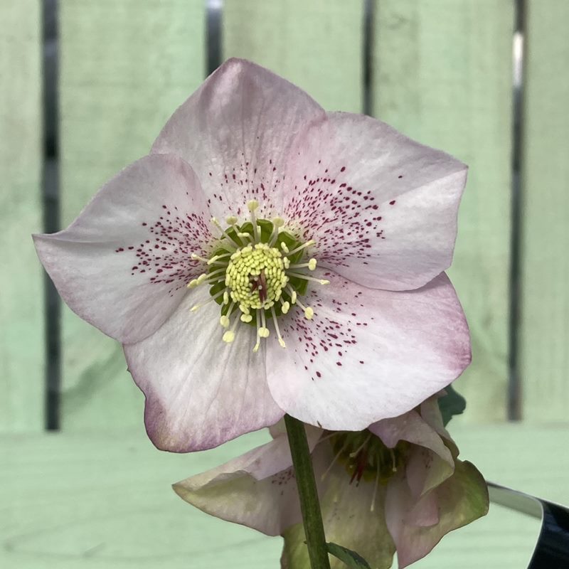 クリスマスローズ 童仙房 HGC 散らず桜 充実の5号株｜山野04-PA | 草花