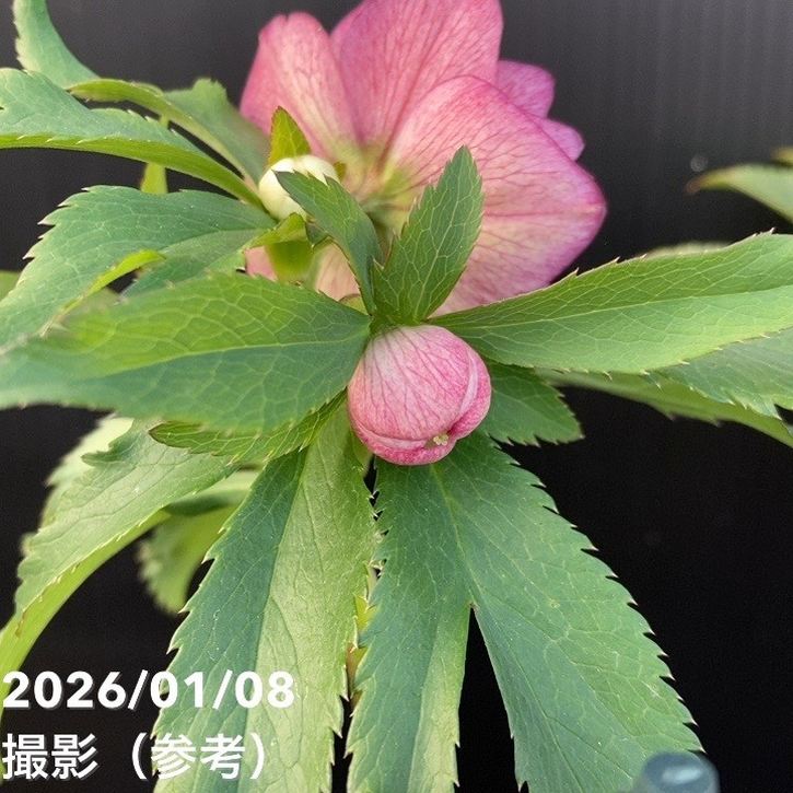 一点物】堀切園 クリスマスローズ ウィンターシンフォニー 5号角鉢