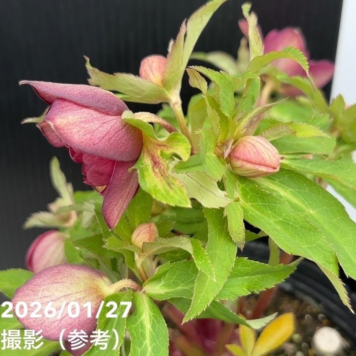 一点物】広瀬園芸 クリスマスローズ 6号（HR5）｜山野04-PA | 草花